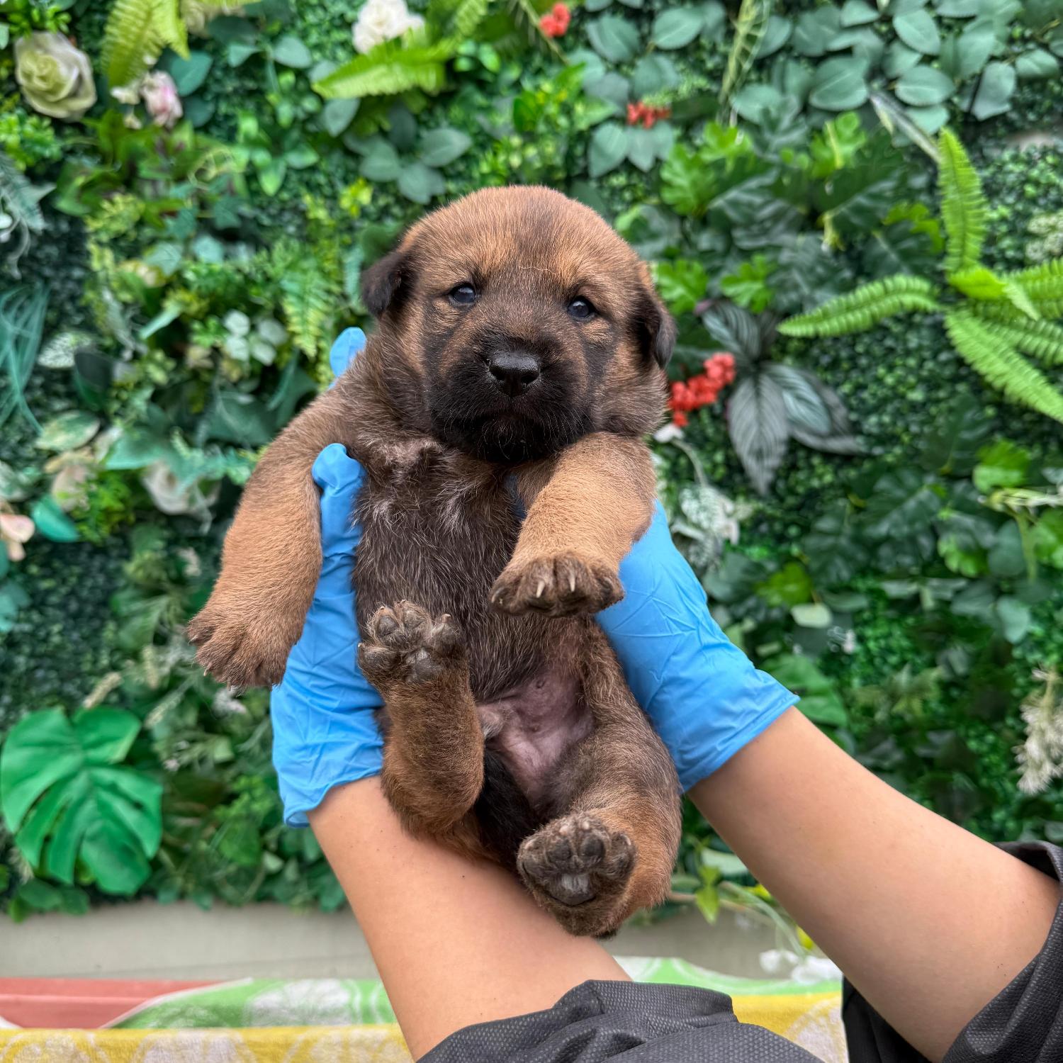 종료(자연사) 믹스…